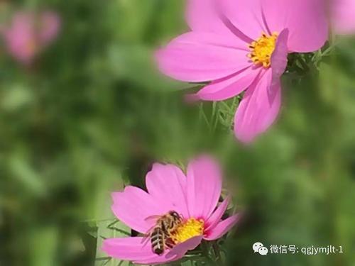 春天对话术_800字