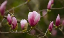 辛夷花在风中摇晃_900字