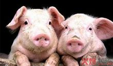 关于猪流感的解释