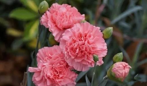 母亲节花