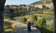 悠悠梧桐情_800字