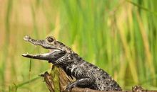 鳄鱼捕鸟的启示_550字