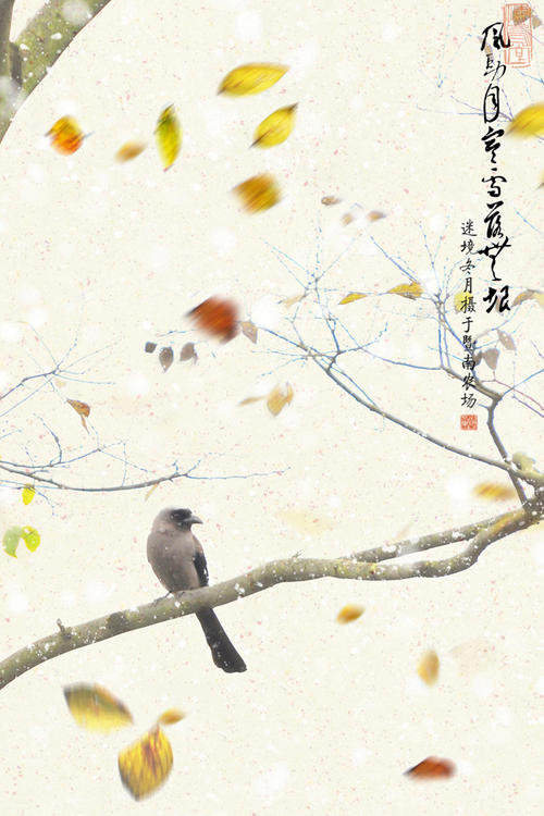纸患有蝴蝶。