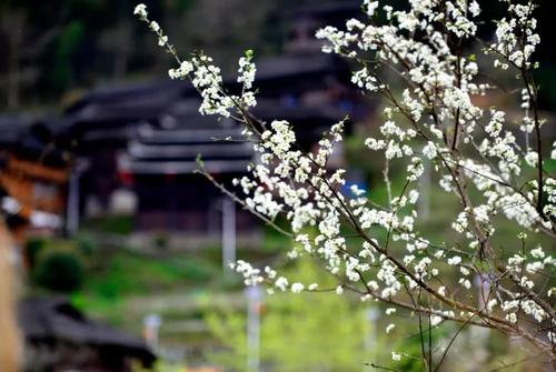 春天有成分：春季茶花_550字