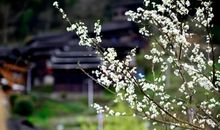 春天来了作文：春天里的山茶花_550字