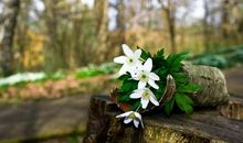 生长在挫折中的花_900字