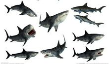 高二想象作文：独角仙的自述_600字