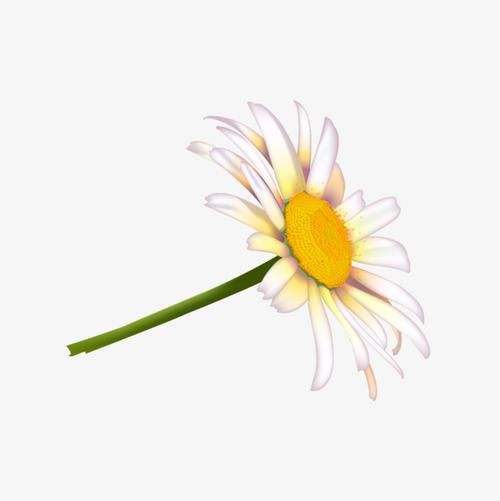 小雏菊_650字