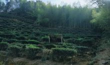 追赶那绚丽多彩的阳光_350字