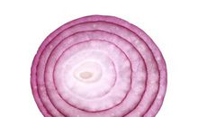 洋葱切片实验_700字