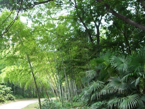 祖母bamboo竹林_550字
