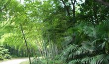 奶奶家的幽静竹林_550字