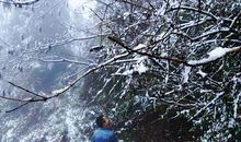 难忘今冬的第一场雪_800字