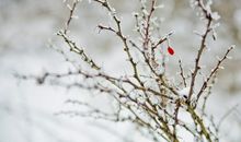 2015年的第一场雪_450字