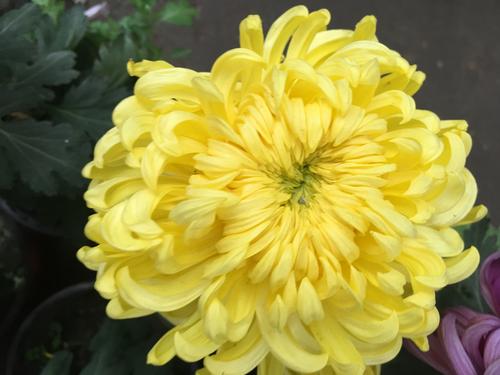 见菊花秀_500字