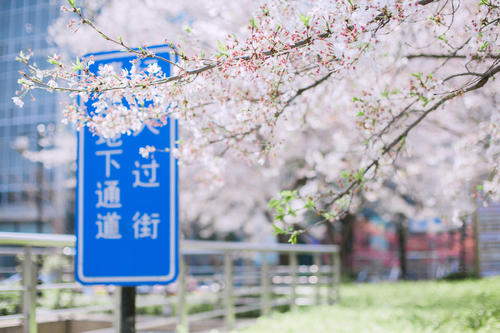 樱花，灰尘，摆动_150字