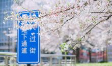 樱花·尘飘醒伤_150字