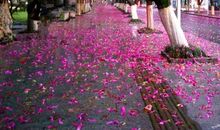 花落，残初，几家晓？_350字