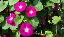 流年如烟，追忆成涟_150字