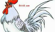 大公鸡_300字