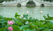 夏日的景色_500字