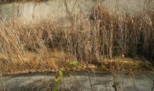 秋天的郊外_350字