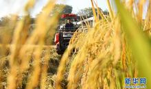 丰收的味道_250字