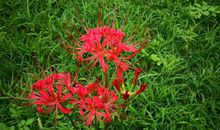 隔岸花已落_300字