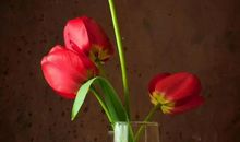 记忆中那淡淡的清香_450字