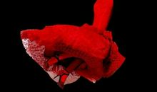 守住瞬间_1200字