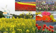 [寻找春天]东莞梦幻百花洲游记_550字