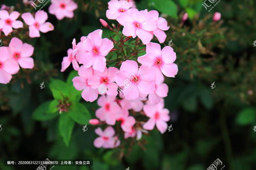 华海_600字