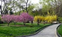 关于校园的作文：校园的花坛_550字