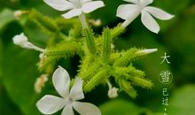 花儿虽小，梦却大_800字