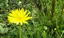 五月，思念母亲