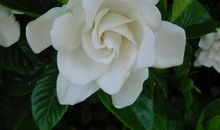 校门口的栀子花_1200字