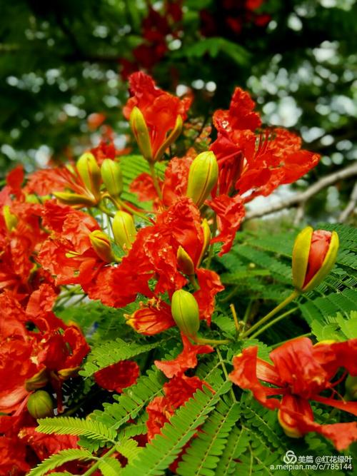 等待绽放鲜花_800字