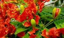 等待绽放的花朵_800字