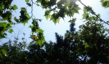 梧桐树下的约定_900字