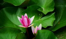 宋词里的那朵青莲