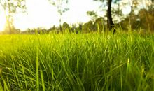 奔跑的那一抹绿色_750字