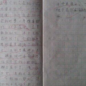 观点的特征<> _600字