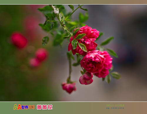 玫瑰花朵在夏天打开_200字
