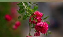 蔷薇花开的夏天_200字