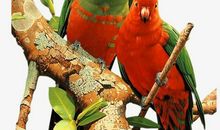 可爱的鹦鹉_250字