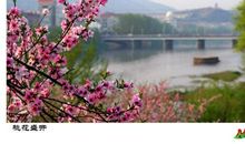 关于景色的作文：彼岸的景色_500字