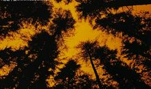 彼岸黄昏，花依旧