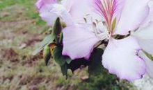 那年落花，映衬了谁的脸颊