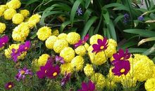 偶然的好运_700字