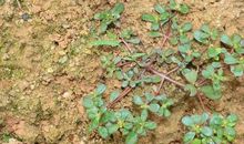 野菜花开的季节